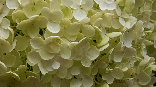 Garden Flowers