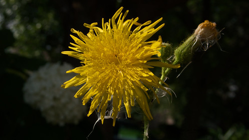 Garden Flowers