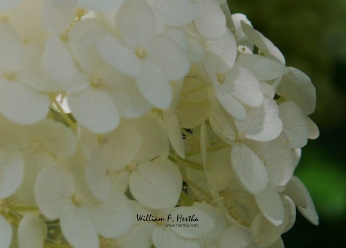 Garden Flowers