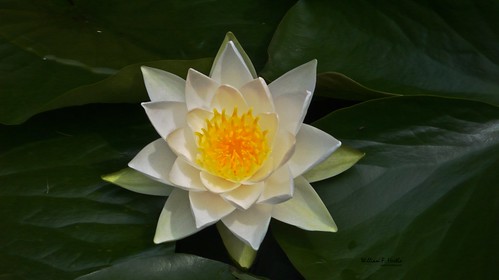 Water Lilies on garden pond