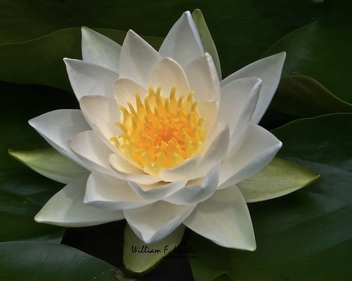 Water Lilies on garden pond