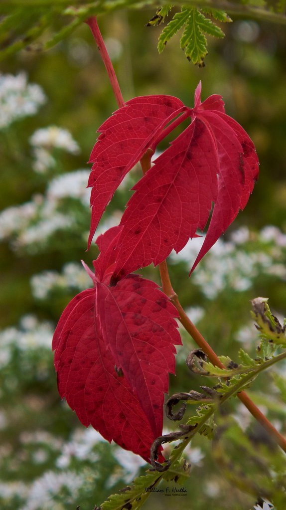 83 Pictures: Fall 2008 Colours #1