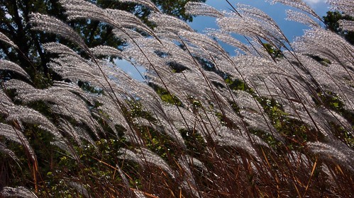 Autumn walk along the Rio Grande