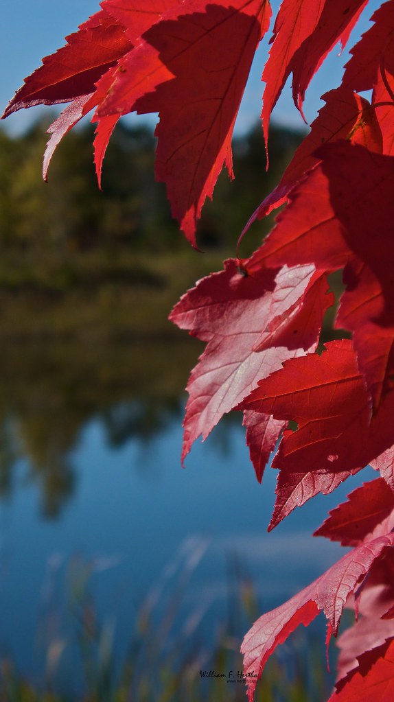 A Walk Through Phyllis Rawlinson Park