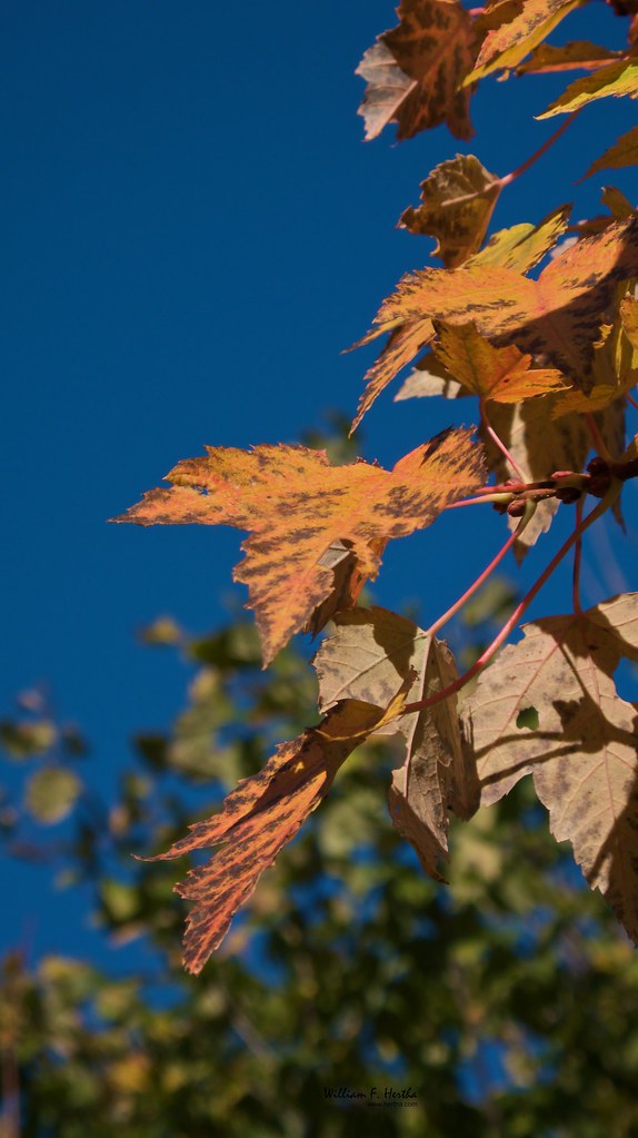 A Walk Through Phyllis Rawlinson Park