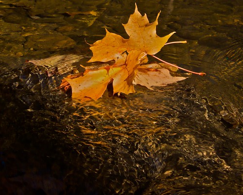 Fall Colours at Angus Glen and Maple Valley Park