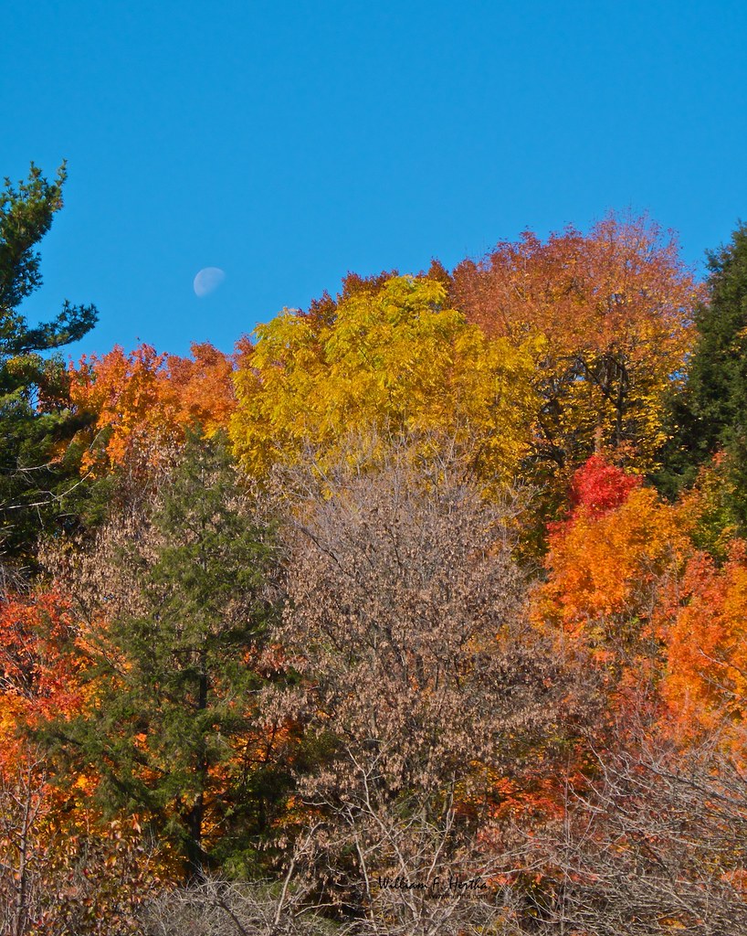 Fall Colours at Angus Glen and Maple Valley Park