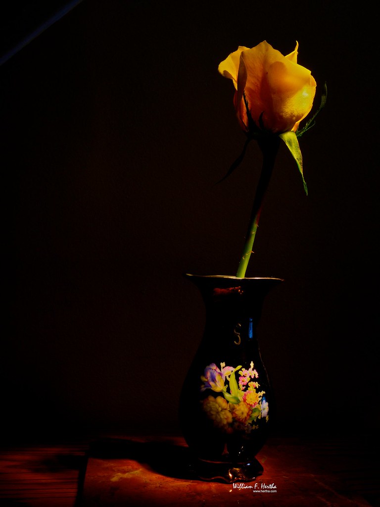 One Yellow Rose