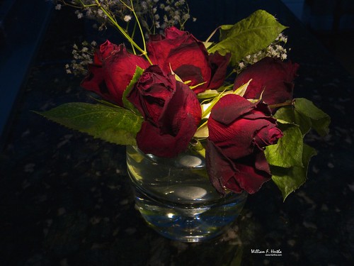 Light Painting #16: Dead Red Roses