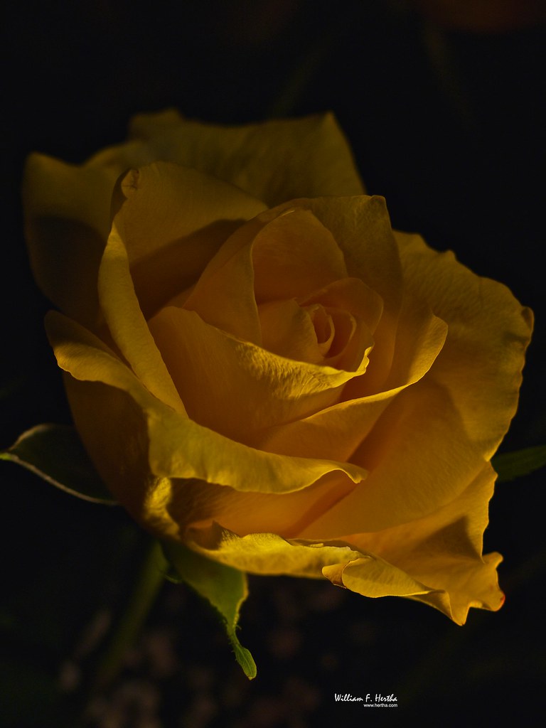 Light Painting #17: Open Yellow Roses