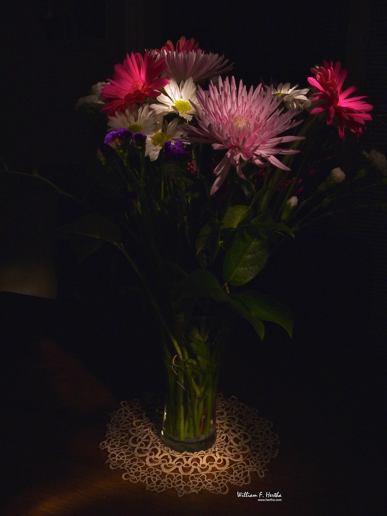 Light Painting #19: Daisies & Chrysanthenmums