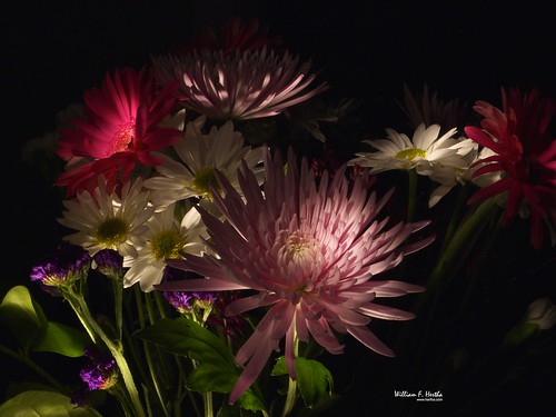 Light Painting #19: Daisies & Chrysanthenmums