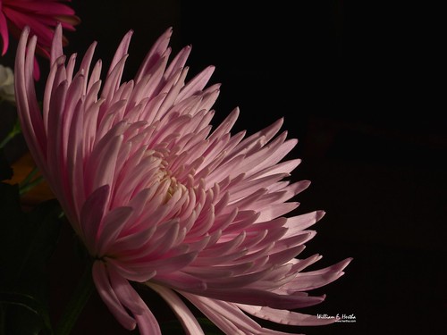 Daisies and chrysanthemum in sunlight from window