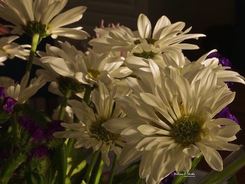 Daisies and chrysanthemum in sunlight from window