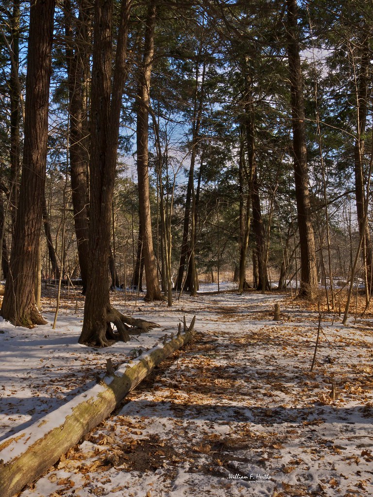 First snow in Maple Valley Park