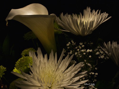 Light Painting #20: White Chrysanthenmums and Calla Lilies