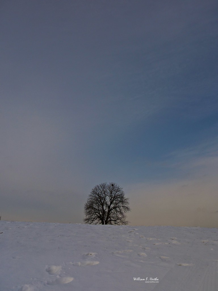 December #4: A Walk through Maple Valley Park