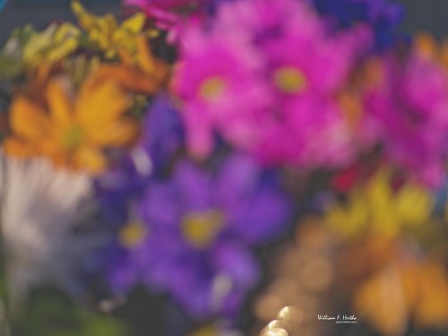 Light Painting #21: White Chrysanthenmums and Multi-coloured Daisies