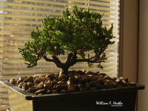 Bonsai for Christmas