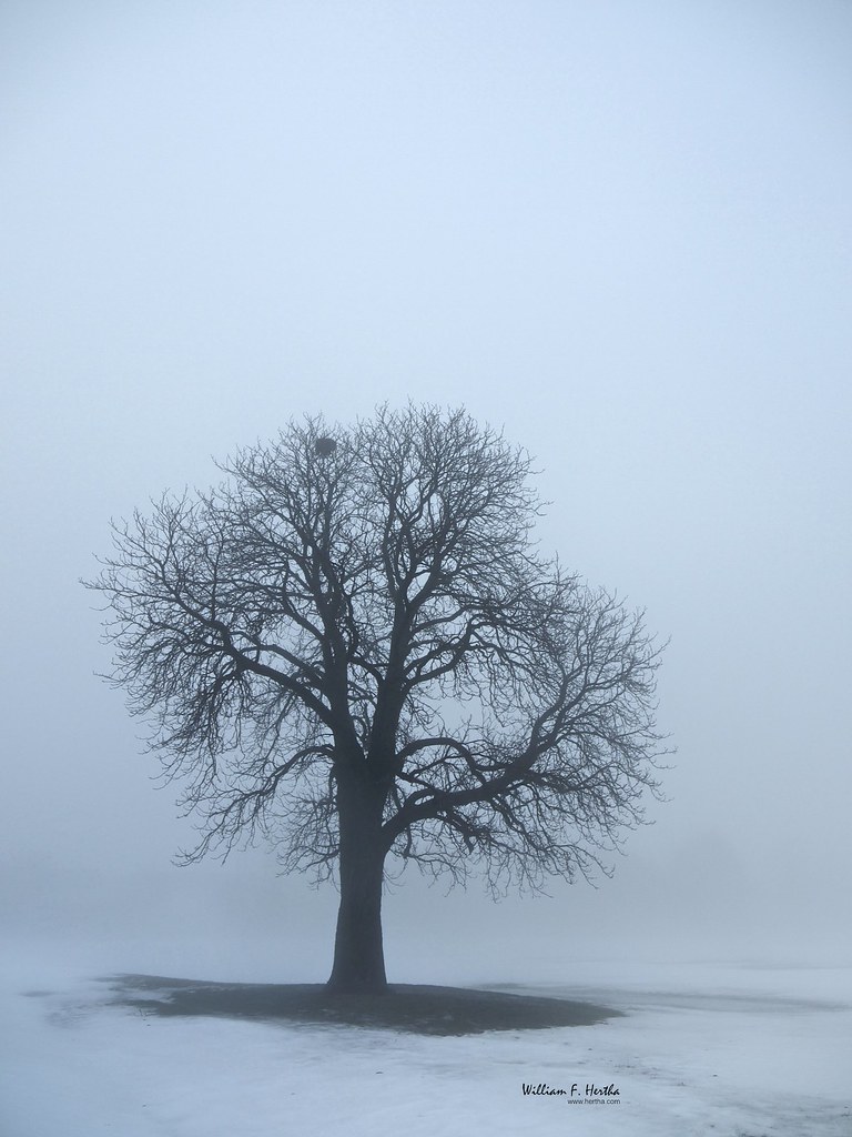 December Fog