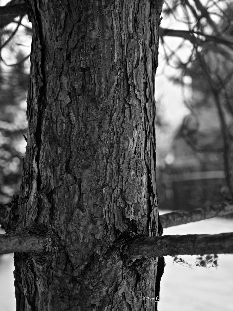 Tree in Windy Hill Park