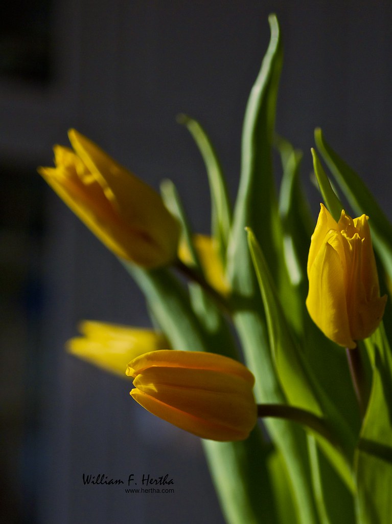 Yellow Tulips in natural light