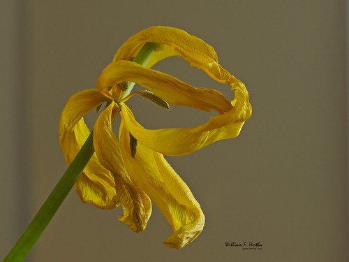 Yellow Tulips in Decay