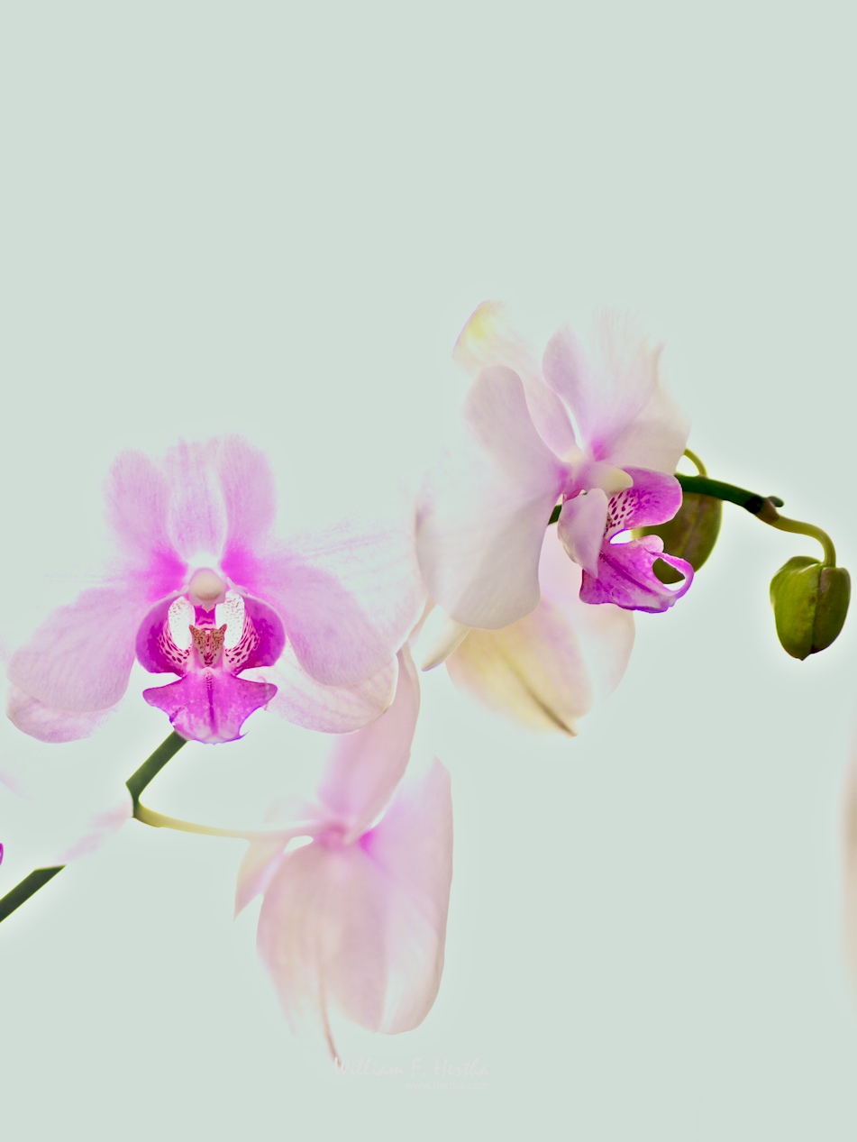 Still Life: Orchid