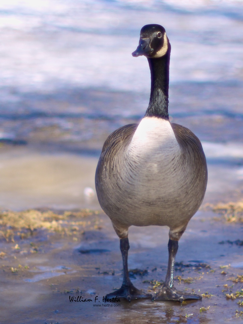 Geese in Toogoo Pond Park