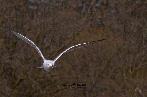 Birds in Toogood Pond Park