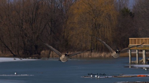 Birds in Toogood Pond Park