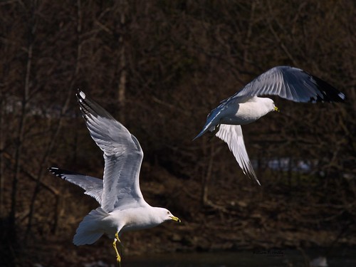 Birds in Toogood Pond Park