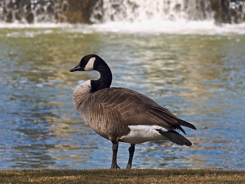 Birds in Toogood Pond Park