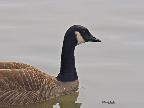 Bird shots in Milne Park