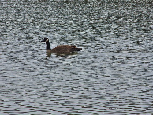 Bird shots in Milne Park