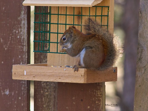 The Squirrel Feeder