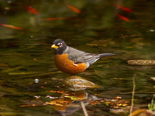 Robin in the Pond