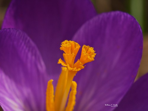 Stamen on Purple