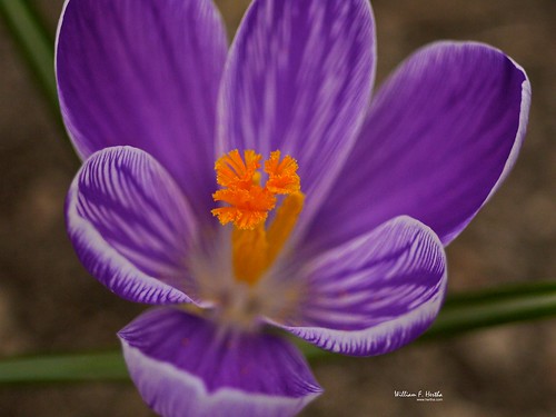 Crocus explosion