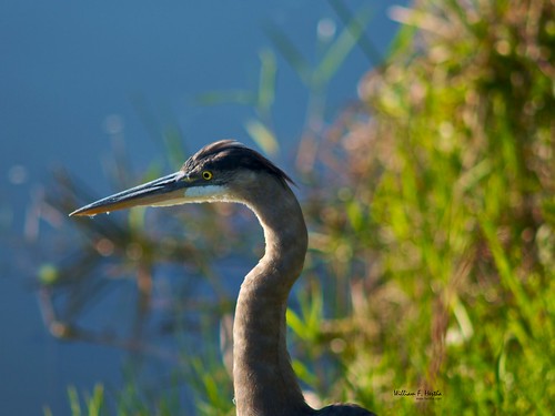 Anhinga Trail