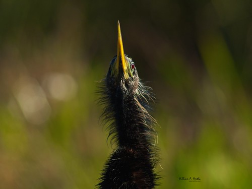 Anhinga Trail