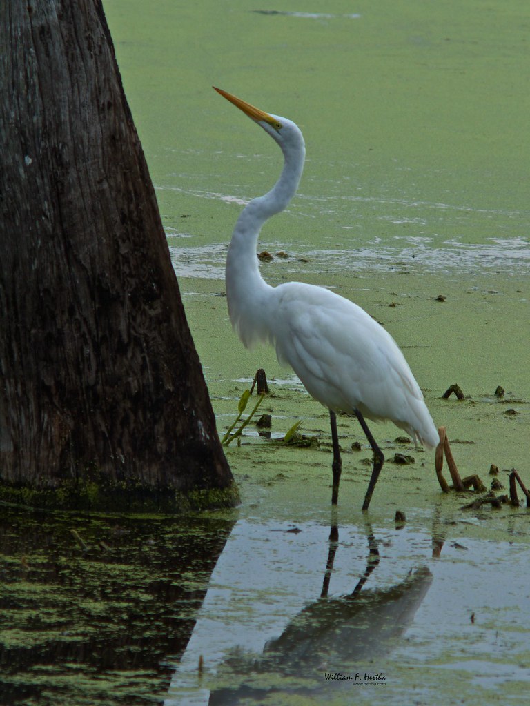 Green Cay Wetlands