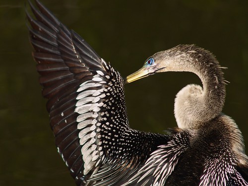 Anhinga Trail