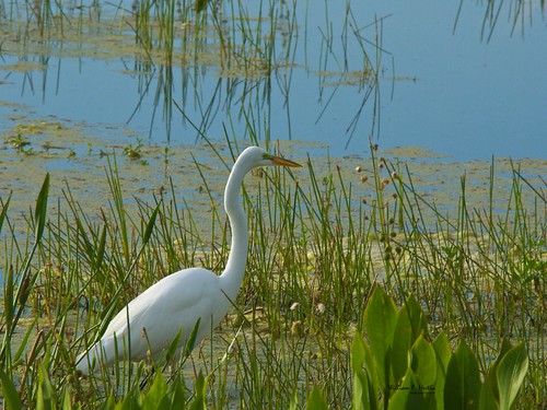 Green Cay Wetlands