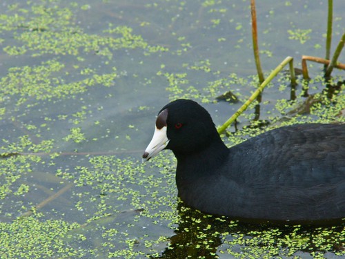 Green Cay Wetlands