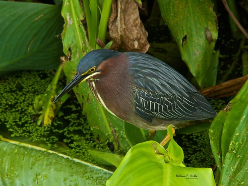 Green Cay Wetlands