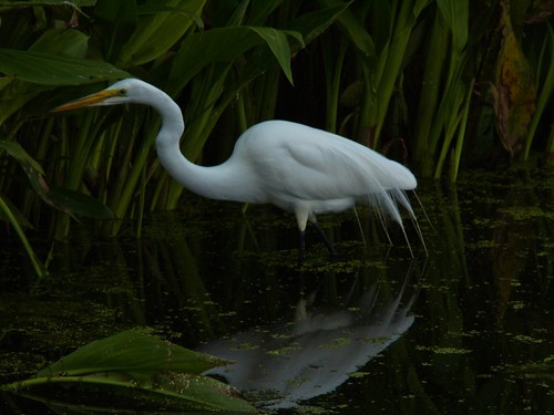 Green Cay Wetlands