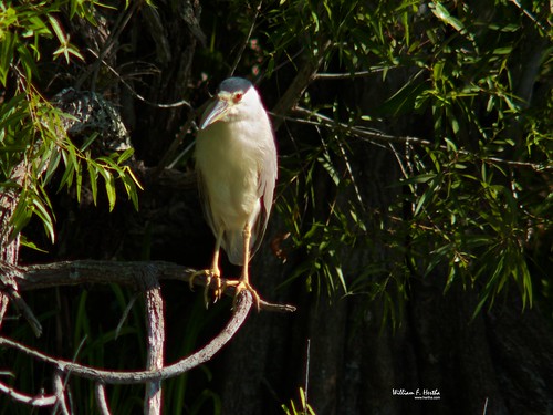 Anhinga Trail