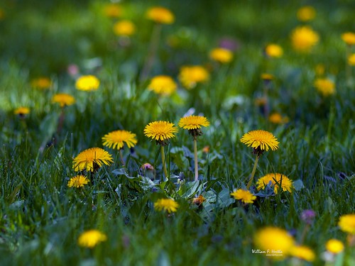 Backyard Medow Wild Flowers