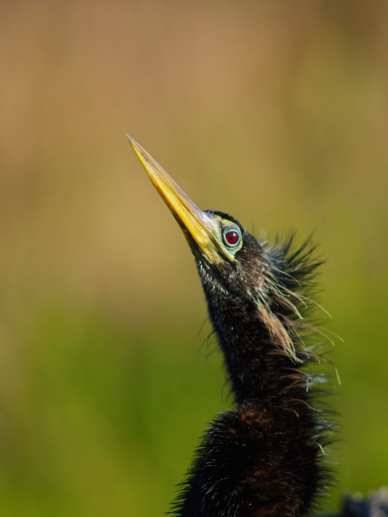 Anhinga Trail